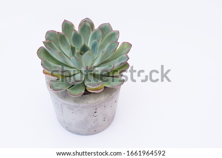 Green houseplant for decoration isolated on white with a copy space