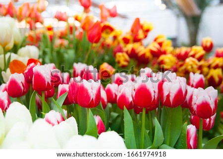Tulip. Spring background of colorful flowers in the garden