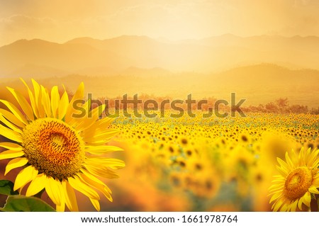 Beautiful field of blooming sunflowers against sunset golden light and blurry  mountains landscape background Royalty-Free Stock Photo #1661978764