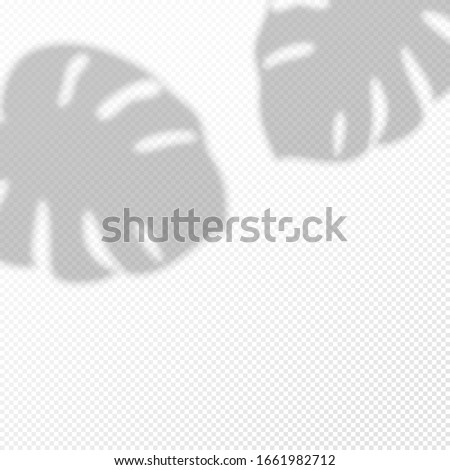 transparent background with shadow overlay tropical palm leaf. Vertical business Card or wedding invitation mock up. Template Flyer, card, poster, blank, social media post in minimal trendy style