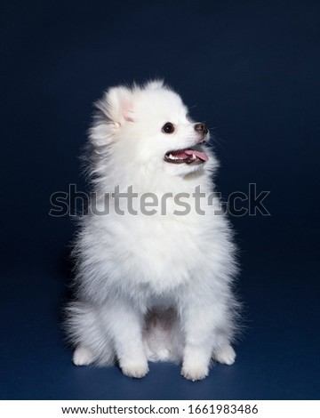 White Pomeranian Smiling in Navy Background.