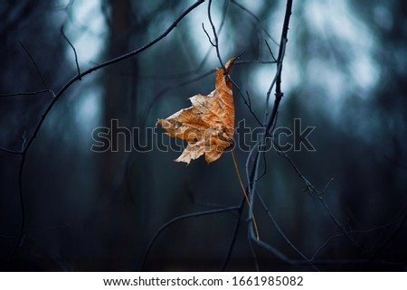 In the gloomy twilight forest, a red, dry, lone maple leaf hangs on the curved, thin, intertwined branches.