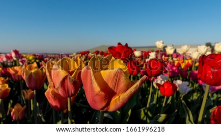 Withered orange-and-red tulips in a tulip field