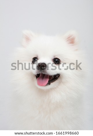 White Pomeranian Face Smiling in White Background