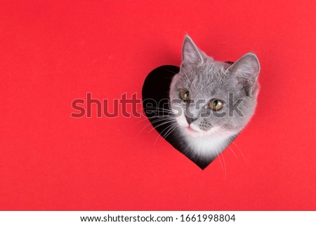 Gray cat peeps out of hole in the shape of a heart on red background. Valentine's Day concept, greeting card, print, commercial, poster. Copy space.