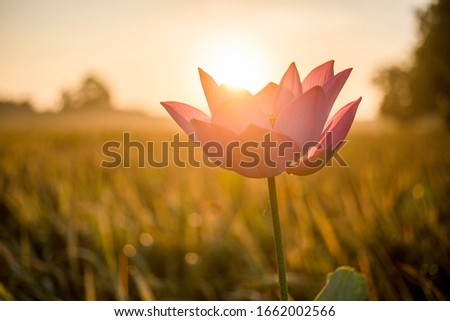 Beautiful pink lotus flower on blur background. Lotus is the national flower of Vietnam