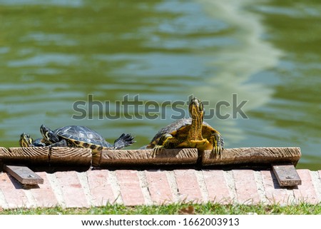Turtles in a city garden