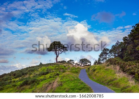 Picturesque trees grow along the sides of the path. New Zealand. Coromandel Peninsula on the North Island. The road to Cathedral Cove. The concept of active, exotic, ecological and photo tourism