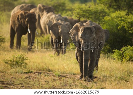 Elephant in wild South Africa