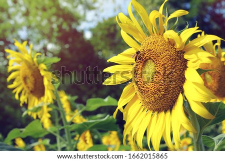 beautiful morning in nature, bee on sunflower blooming in garden