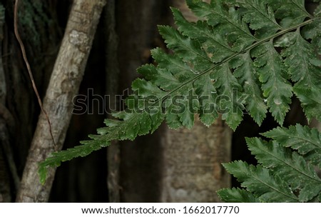Green leaf on tree with dark concept