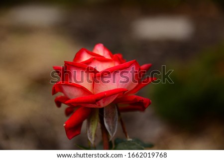 Roses around the world, rose garden, green leaves, beautiful roses, red beautiful rose, macro photo
