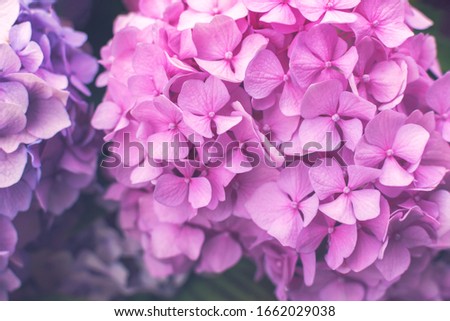 Fresh pink hortensia or hydrangea flowers growing in the garden. Natural floral background. Close up.