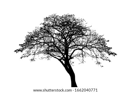 Black tree,Tree silhouette on isolated on white background Royalty-Free Stock Photo #1662040771
