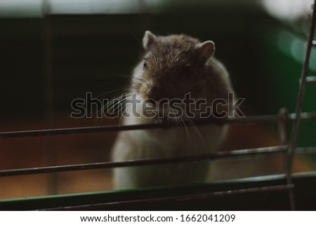 Sand squirrel wants to crawl out of the cage. Squirrel gerbil at home in a cage.
