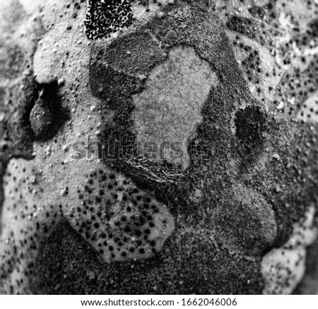 Texture detail of organic elements. Abstract background, rough with spots. Mottled, circular spots. Monochrome image for backgrounds