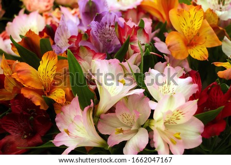 Alstroemeria flowers of white, pink, orange, purple. Close-up. Background. Royalty-Free Stock Photo #1662047167