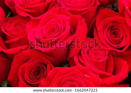 A lot of red roses in a bouquet. Rose flowers with red, red-white and pink stucco. Close-up. Screensaver or background for postcards.