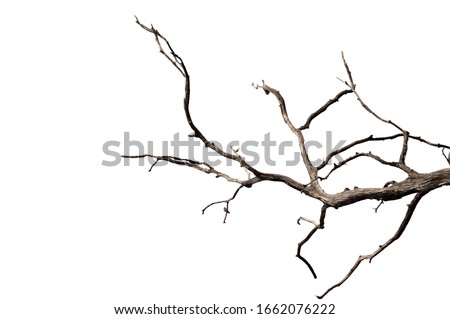 Dry branchs of dead tree with cracked dark bark.beautiful dry branchs of tree isolated on white background.Dry wooden stick from the forest isolated on white background . Royalty-Free Stock Photo #1662076222