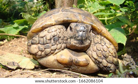 Tortoise ; Close up.
Tortoise hiding in shell in nature, Turtle.
Turtle looking forward.
A Tortoise walking on soil land, turtle.
Reptiles, Reptile, animal, animals, pet, pets, wildlife, forest, woods Royalty-Free Stock Photo #1662086104