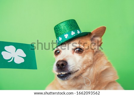 Cute dog in Leprechaun  on a green background. March 17, st patricks day greeting card