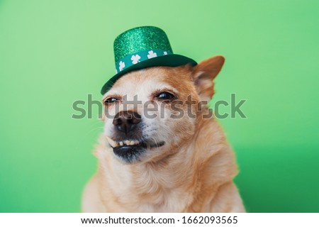 Cute dog in Leprechaun  on a green background. March 17, st patricks day greeting card