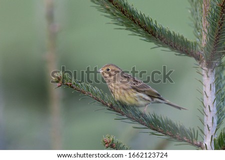 a nice yellowhammer on a perch
