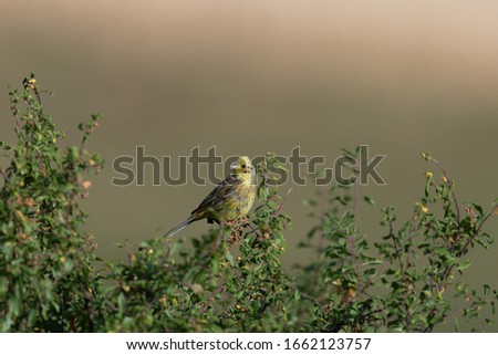 a nice yellowhammer on a perch