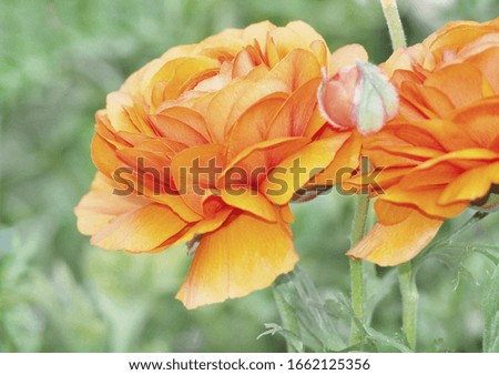 flowered background with vibrant colors flowers in the garden 