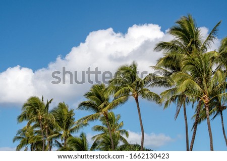 Palms with blue sky and clouds in Oahu Hawaii