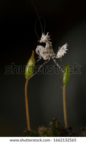 MANTIS - AMAZING NATURE,
insect tropical forest