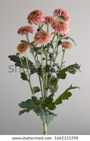 Bunch of pink flowers on a neutral background