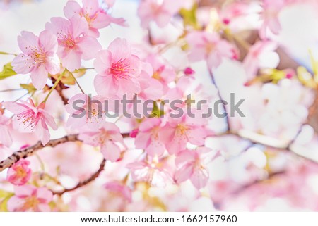 Cherry blossoms in full bloom and fresh green leaves