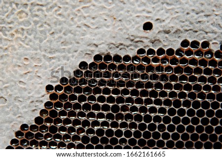 honeycomb cells filled with honey 