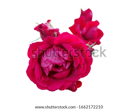 Large red rose petals,bloom slightly,the center of the flower is still buds. Picture of a rose on a white background.