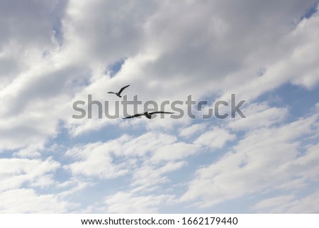 Seagull in the sky over the sea