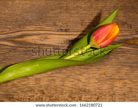 Tulip on a wooden table,background,Wallpaper,postcard,advertising,isolated, copy space, 