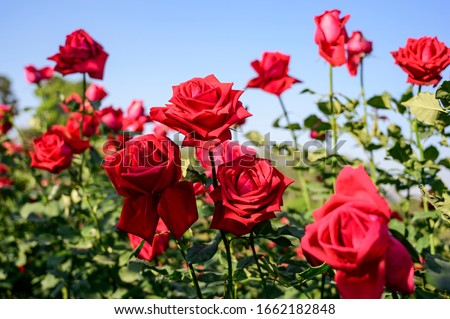 Focus on red roses in a rose field Royalty-Free Stock Photo #1662182848