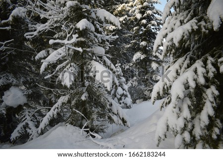 snow fairy tale, winter landscape, trees in the snow, snow-covered forest