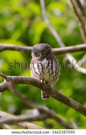 The African barred owlet is a species of small owl in the family Strigidae found in much of southern, central and eastern Africa. The taxon may be four species rather than a single species.