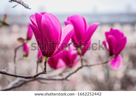 Blooming magnolias in the spring