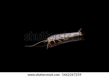 Silverfish on black background with reflection