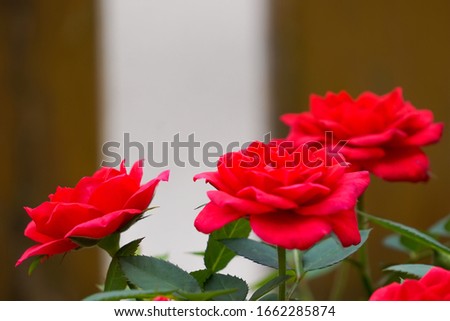beautiful red roses in the garten