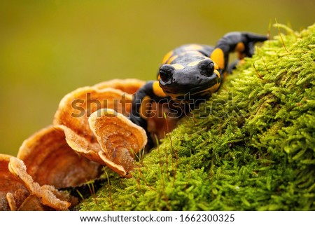 Close-up front view of a fire salamander, salamandra salamandra, on wet moss and fungus in forest. Wild species of vertebrate with yellow spots and stripes on a black body.