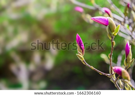 Pink bud of a magnolia tree. Blooming purple magnolia flowers in early spring, selective focus blurred background.