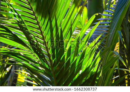 Palm leafs at sun light