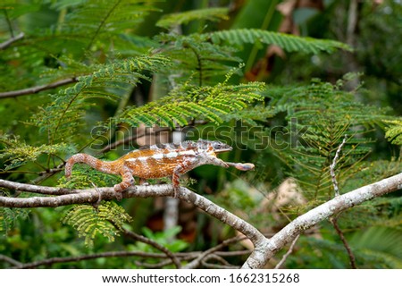 hunting panther chameleon in Madagascar jungle (east part)