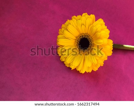 Yellow gerbera on pink background. Copy space. Postcard mock-up. Mother's day, women's day, wedding concept