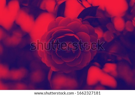 abstract duo tone gradient flower background vivid purple red colors, huge camelia flower duotone in vibrant bold gradient holographic colors. concept arts. surrealism. abstract duo tone gradient