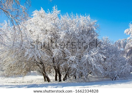 trees in the Park are covered with frost